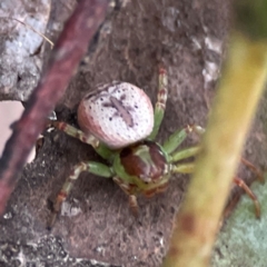 Australomisidia sp. (genus) at Russell, ACT - 16 Jan 2024