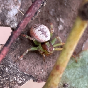 Australomisidia sp. (genus) at Russell, ACT - 16 Jan 2024