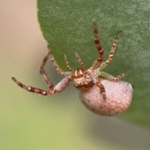 Thomisidae (family) at Russell, ACT - 16 Jan 2024