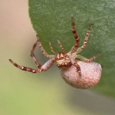 Thomisidae (family) (Unidentified Crab spider or Flower spider) at Russell, ACT - 16 Jan 2024 by Hejor1