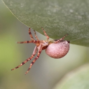 Thomisidae (family) at Russell, ACT - 16 Jan 2024 04:37 PM