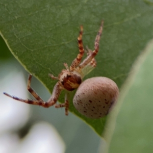 Thomisidae (family) at Russell, ACT - 16 Jan 2024