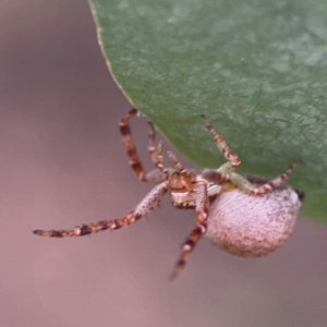 Thomisidae (family) at Russell, ACT - 16 Jan 2024