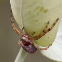 Thomisidae (family) (Unidentified Crab spider or Flower spider) at Russell, ACT - 16 Jan 2024 by Hejor1