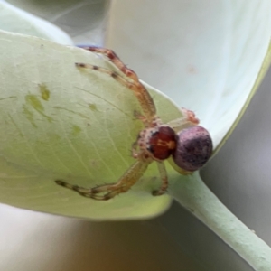 Thomisidae (family) at Russell, ACT - 16 Jan 2024 04:38 PM