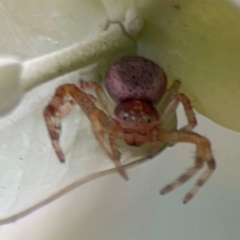 Thomisidae (family) at Russell, ACT - 16 Jan 2024 04:38 PM