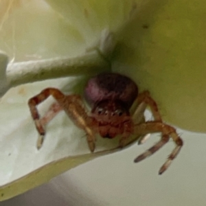 Thomisidae (family) at Russell, ACT - 16 Jan 2024 04:38 PM