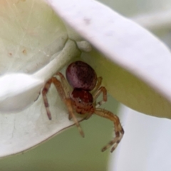 Thomisidae (family) at Russell, ACT - 16 Jan 2024 04:38 PM