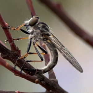 Cerdistus sp. (genus) at Russell, ACT - 16 Jan 2024