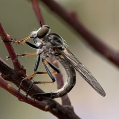 Cerdistus sp. (genus) at Russell, ACT - 16 Jan 2024