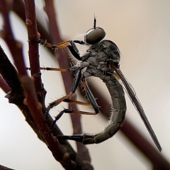 Cerdistus sp. (genus) at Russell, ACT - 16 Jan 2024