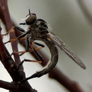 Cerdistus sp. (genus) at Russell, ACT - 16 Jan 2024