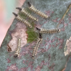 Uraba lugens (Gumleaf Skeletonizer) at Russell, ACT - 16 Jan 2024 by Hejor1