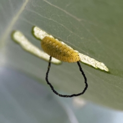 Oxyops sp. (genus) at Russell, ACT - 16 Jan 2024