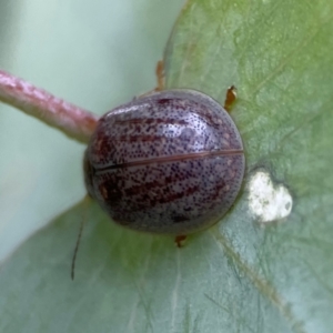 Paropsisterna m-fuscum at Russell, ACT - 16 Jan 2024 04:25 PM