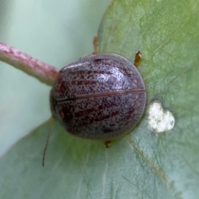 Paropsisterna m-fuscum (Eucalyptus Leaf Beetle) at Russell, ACT - 16 Jan 2024 by Hejor1