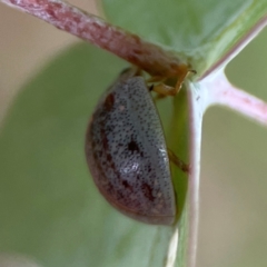 Paropsisterna m-fuscum at Russell, ACT - 16 Jan 2024