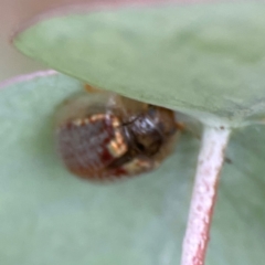 Paropsisterna m-fuscum at Russell, ACT - 16 Jan 2024 04:25 PM