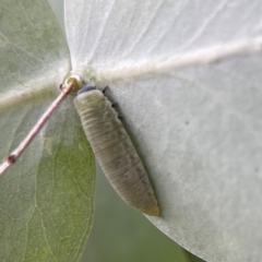 Paropsisterna m-fuscum at Russell, ACT - 16 Jan 2024 04:25 PM