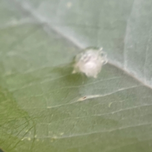 Glycaspis sp. (genus) at Russell, ACT - 16 Jan 2024