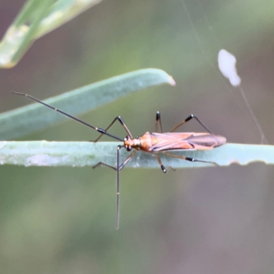 Rayieria acaciae (Acacia-spotting bug) at Russell, ACT - 16 Jan 2024 by Hejor1