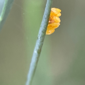 Coleoptera (order) immature at Russell, ACT - 16 Jan 2024