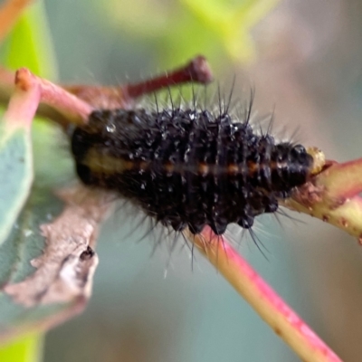 Paropsisterna beata (Blessed Leaf Beetle) at Russell, ACT - 16 Jan 2024 by Hejor1