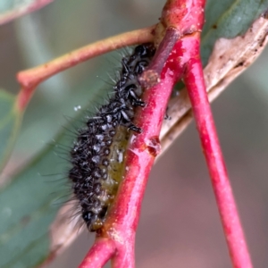 Paropsisterna beata at Russell, ACT - 16 Jan 2024