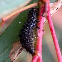 Paropsisterna beata at Russell, ACT - 16 Jan 2024 04:54 PM