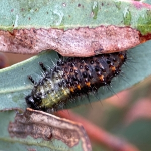 Paropsisterna beata at Russell, ACT - 16 Jan 2024 04:54 PM