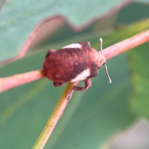 Gonipterus pulverulentus at Russell, ACT - 16 Jan 2024