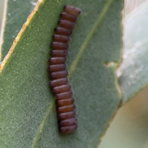 Paropsini sp. (tribe) at Russell, ACT - 16 Jan 2024 04:56 PM