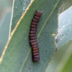 Paropsini sp. (tribe) at Russell, ACT - 16 Jan 2024 04:56 PM