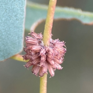 Paropsis atomaria at Russell, ACT - 16 Jan 2024