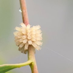 Paropsis atomaria at Russell, ACT - 16 Jan 2024