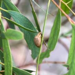 Paropsis atomaria at Russell, ACT - 16 Jan 2024