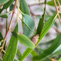 Paropsis atomaria at Russell, ACT - 16 Jan 2024