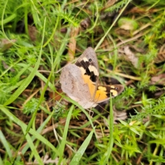 Heteronympha merope at QPRC LGA - 16 Jan 2024 04:56 PM