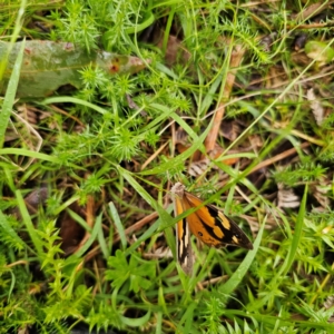 Heteronympha merope at QPRC LGA - 16 Jan 2024 04:56 PM