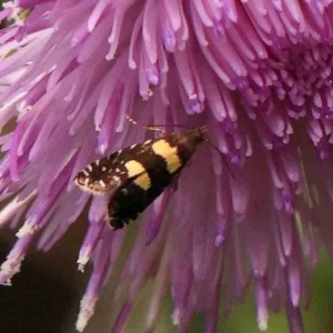 Glyphipterix chrysoplanetis at City Renewal Authority Area - 14 Jan 2024