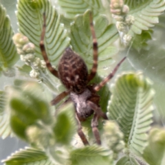 Badumna longinqua (Grey House Spider) at Russell, ACT - 16 Jan 2024 by Hejor1