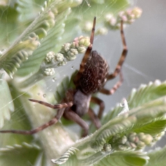 Badumna longinqua at Russell, ACT - 16 Jan 2024 05:03 PM