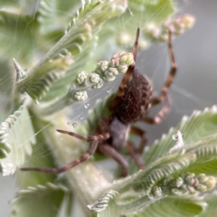 Badumna longinqua at Russell, ACT - 16 Jan 2024