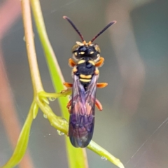 Cerceris sp. (genus) (Unidentified Cerceris wasp) at Russell, ACT - 16 Jan 2024 by Hejor1