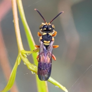 Cerceris sp. (genus) at Russell, ACT - 16 Jan 2024