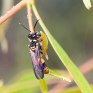 Cerceris sp. (genus) at Russell, ACT - 16 Jan 2024