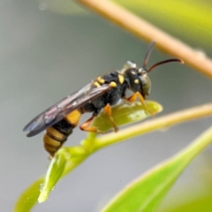 Cerceris sp. (genus) at Russell, ACT - 16 Jan 2024