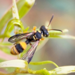 Cerceris sp. (genus) at Russell, ACT - 16 Jan 2024