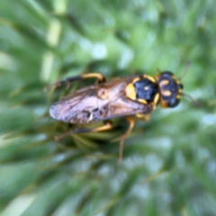 Cerceris sp. (genus) at Russell, ACT - 16 Jan 2024