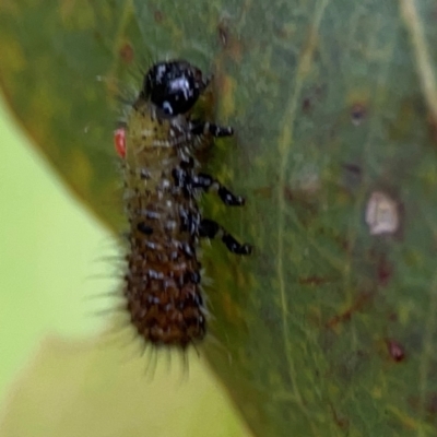 Paropsisterna beata (Blessed Leaf Beetle) at Russell, ACT - 16 Jan 2024 by Hejor1
